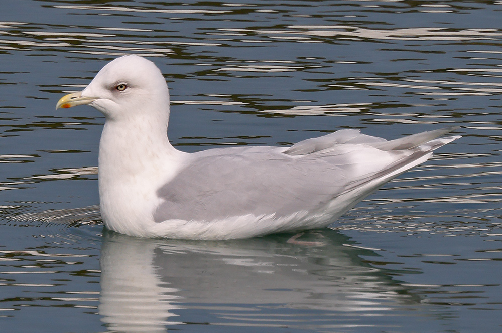 Kumlien's gull